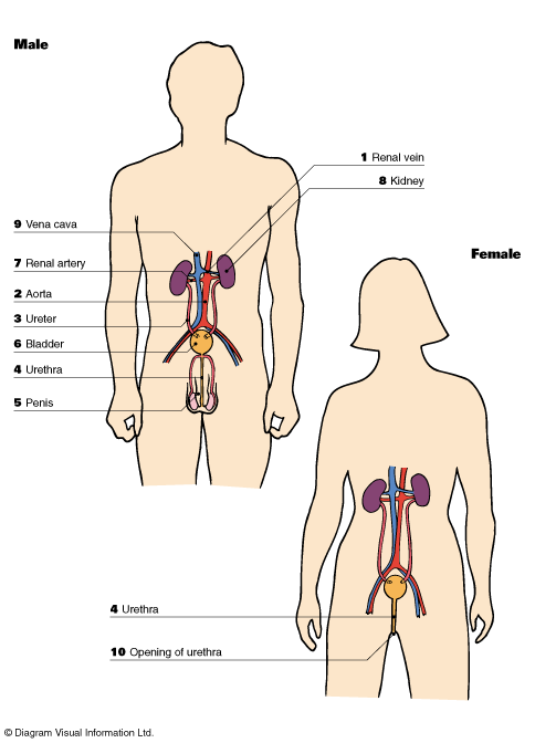 digestive system diagram quiz. digestive system diagram quiz.